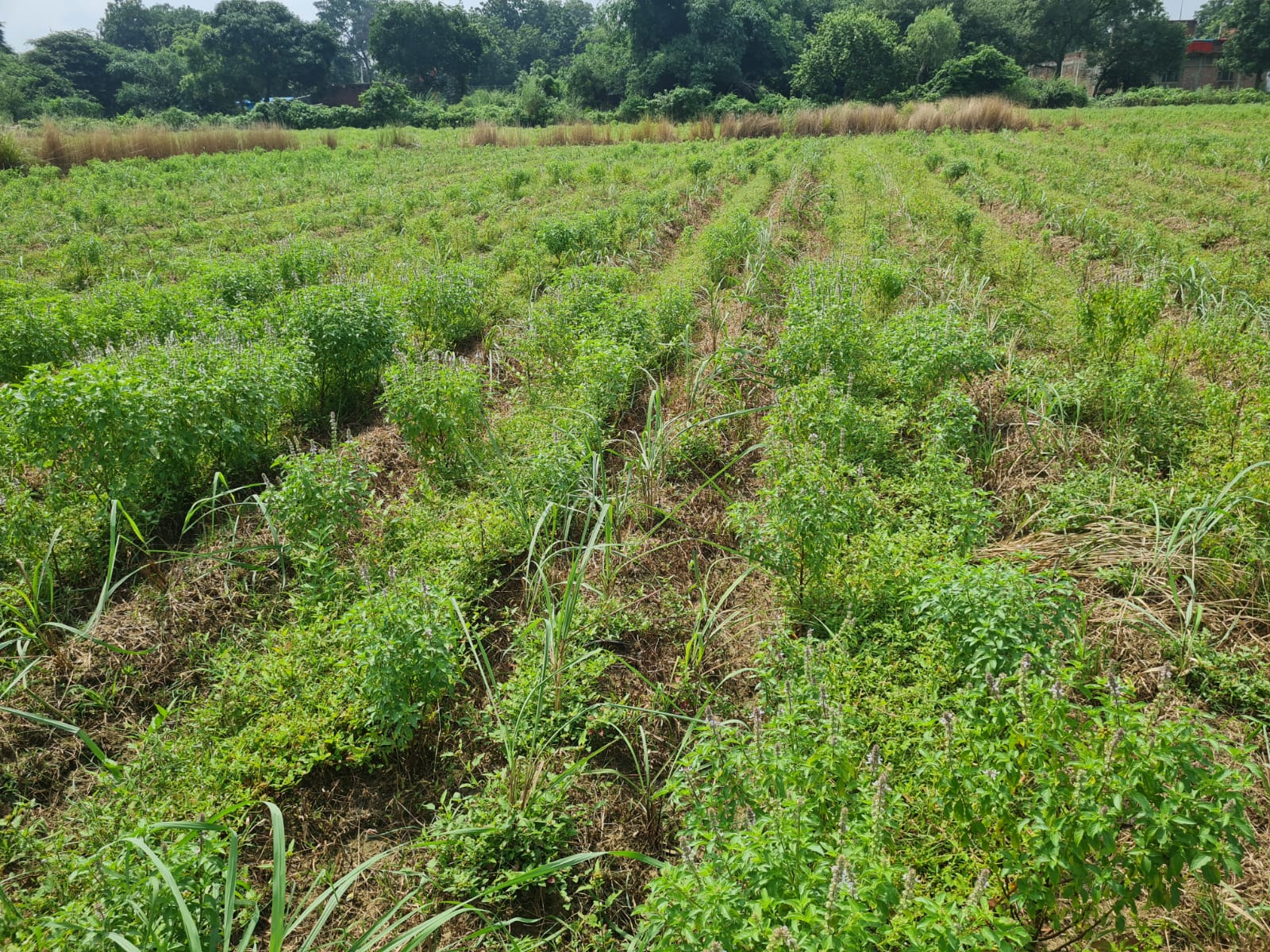 Botanical cultivation across the farm — VG Naturals farm photograph