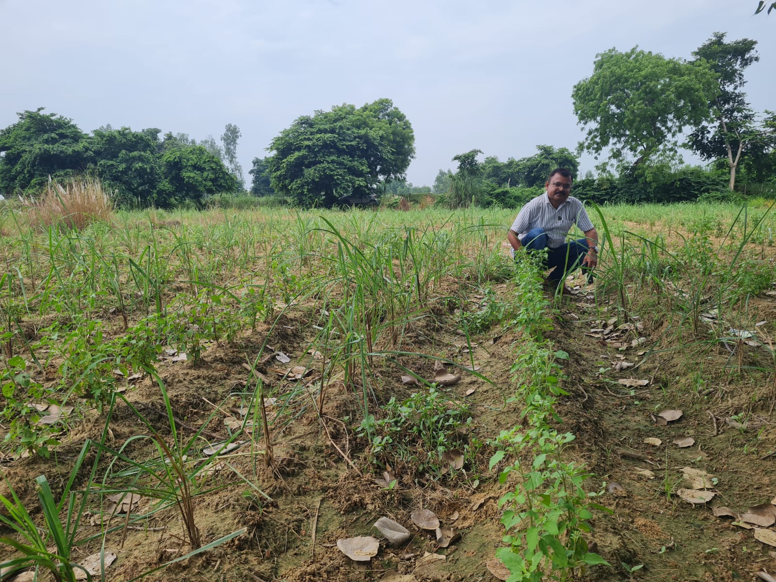 Field care and cultivation — VG Naturals farm photograph