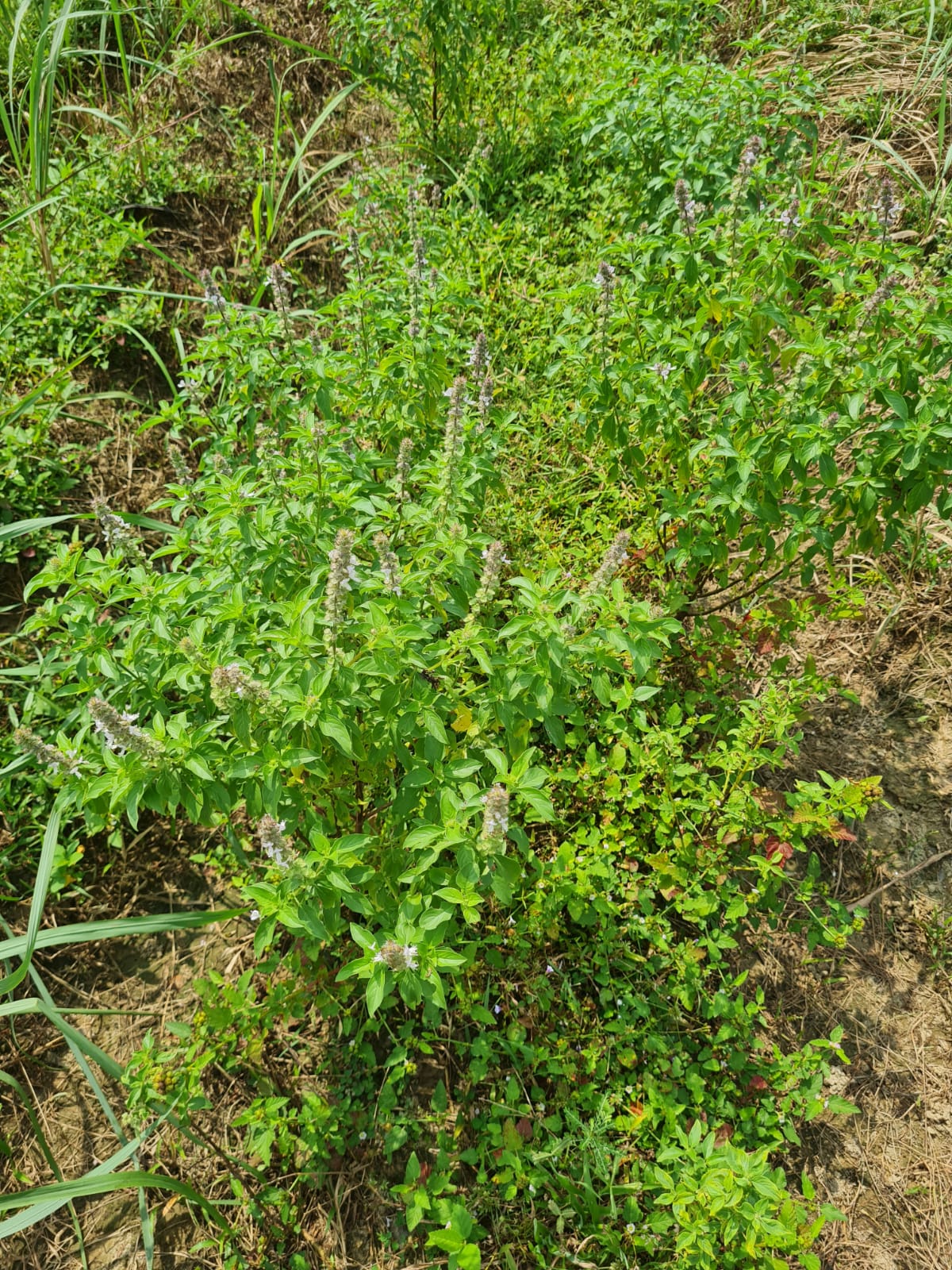 Green growth in the field — VG Naturals farm photograph