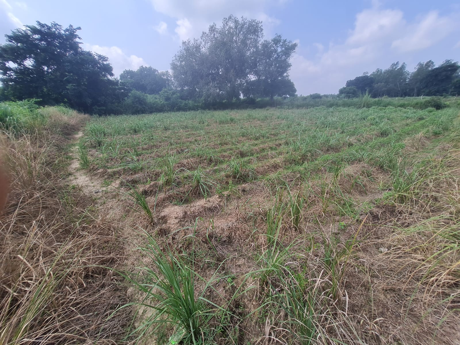 A wider view of the plantation — VG Naturals farm photograph