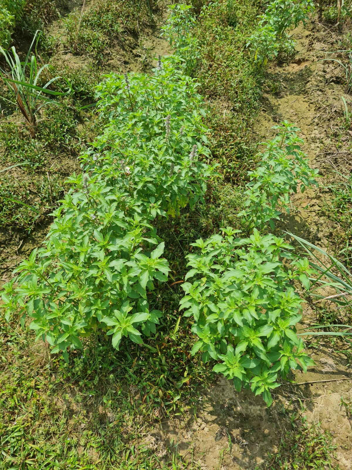 Botanical planting rows — VG Naturals farm photograph